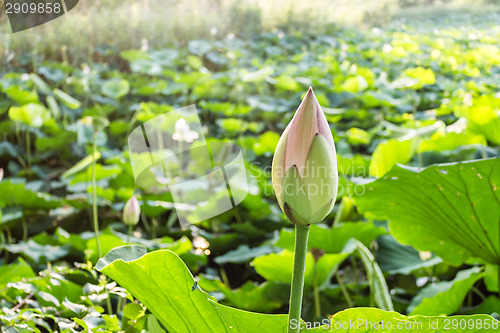 Image of Lotus green area pond