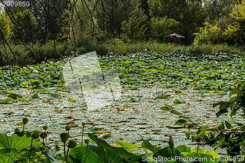 Image of Lotus green area pond