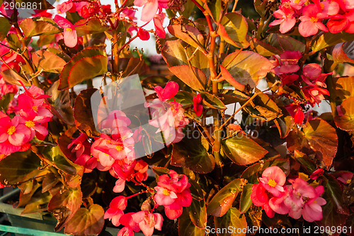 Image of Begonia succulent flowers