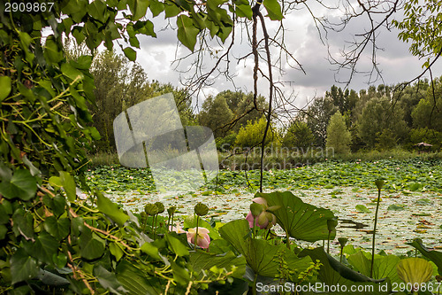 Image of Lotus green area pond