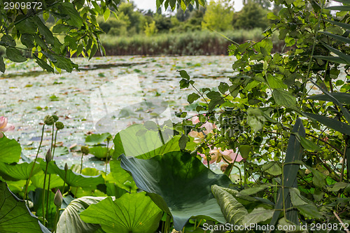 Image of Lotus green area pond