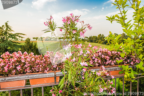 Image of Weeds on green view