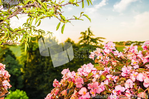 Image of Weeds on green view