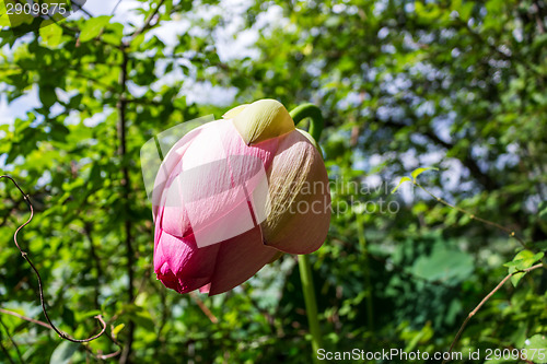 Image of Lotus green area pond