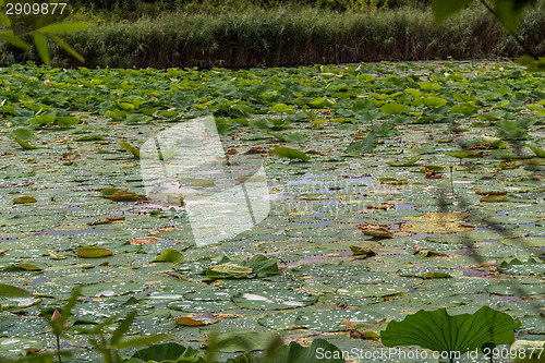 Image of Lotus green area pond