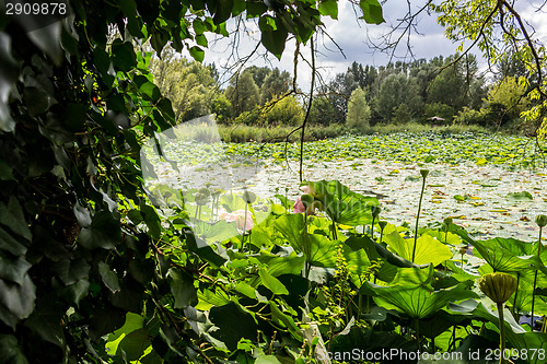 Image of Lotus green area pond