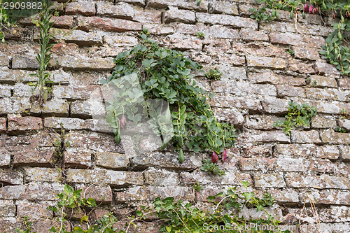 Image of Medieval brick walls