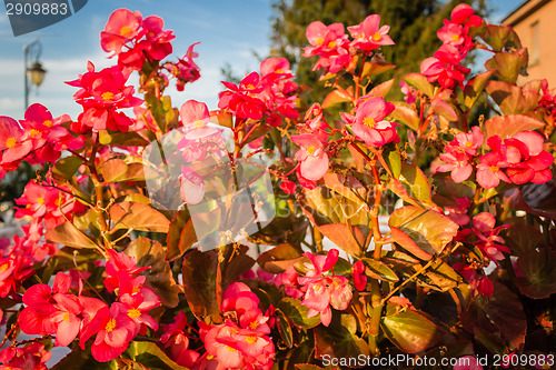 Image of Begonia succulent flowers