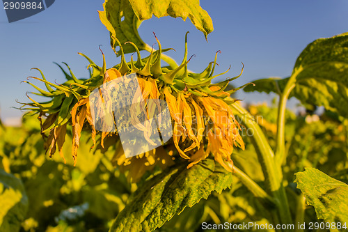 Image of Field of yellow sunflowers 