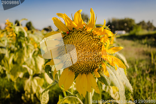 Image of Field of yellow sunflowers 
