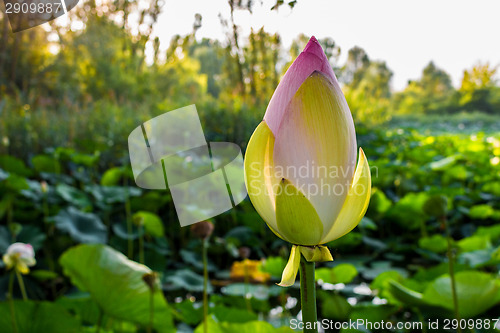 Image of Lotus green area pond