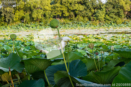 Image of Lotus green area pond