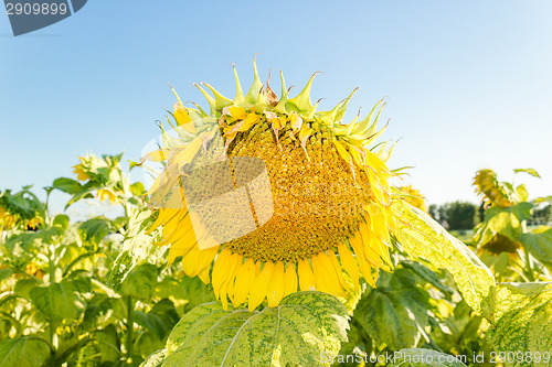 Image of Field of yellow sunflowers 