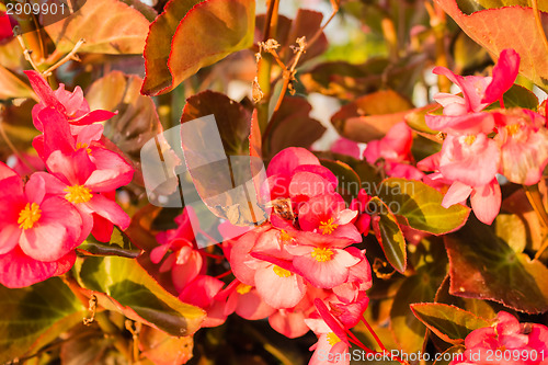 Image of Begonia succulent flowers