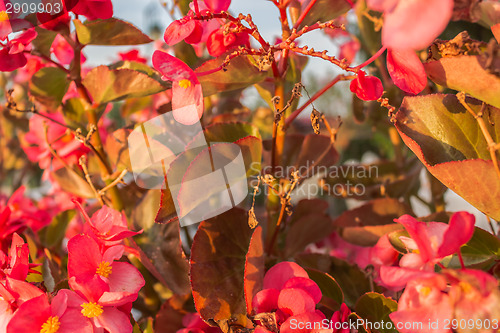 Image of Begonia succulent flowers