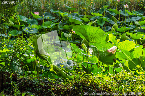 Image of Lotus green area pond