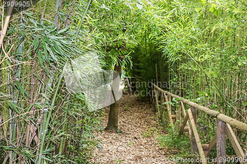 Image of Walk path through green trees 