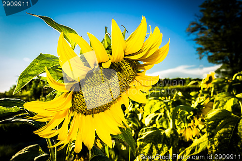 Image of Field of yellow sunflowers 