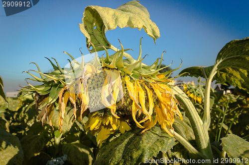 Image of Field of yellow sunflowers 