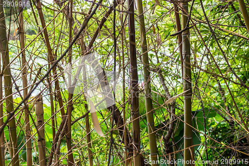 Image of Woven branches wall