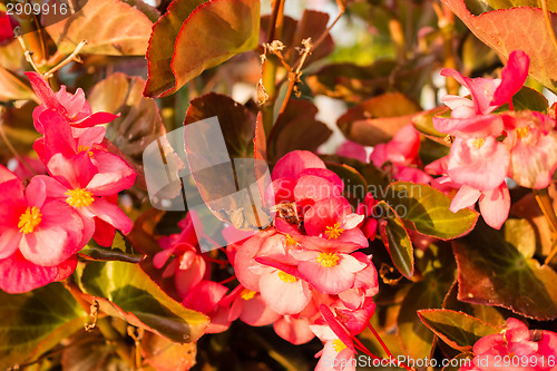 Image of Begonia succulent flowers