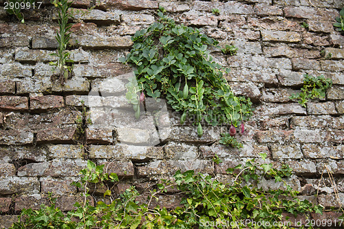 Image of Medieval brick walls