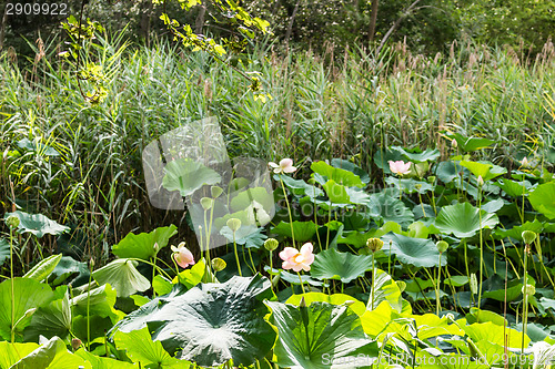 Image of Lotus green area pond