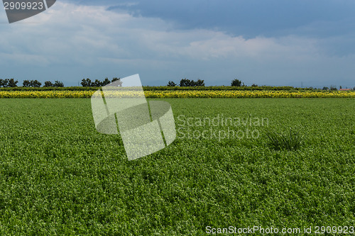 Image of Cultivated fields 