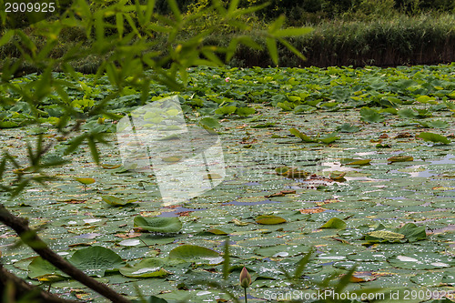 Image of Lotus green area pond