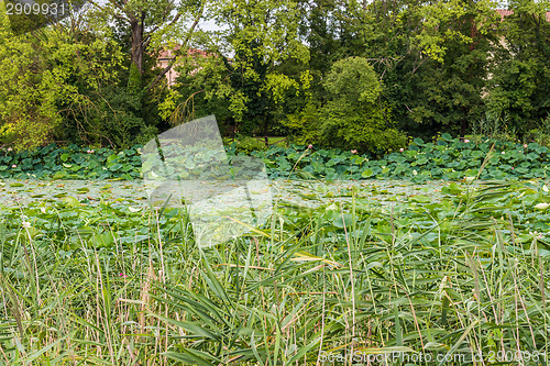 Image of Lotus green area pond