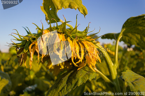 Image of Field of yellow sunflowers 