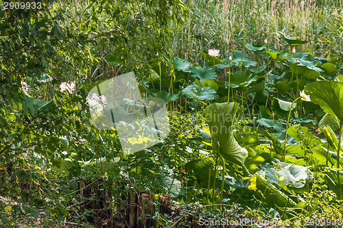 Image of Lotus green area pond