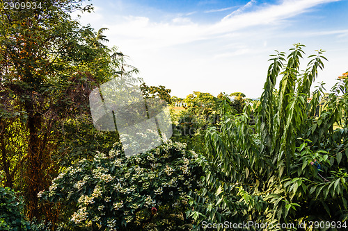 Image of Weeds on green view