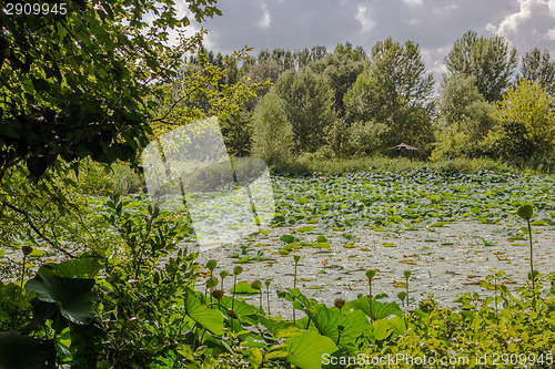 Image of Lotus green area pond