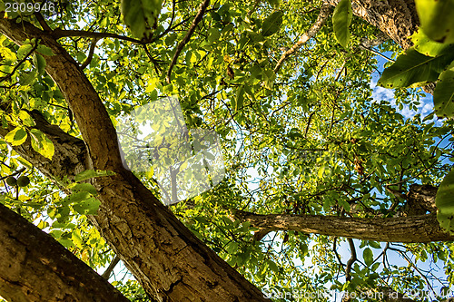 Image of Green leaves 