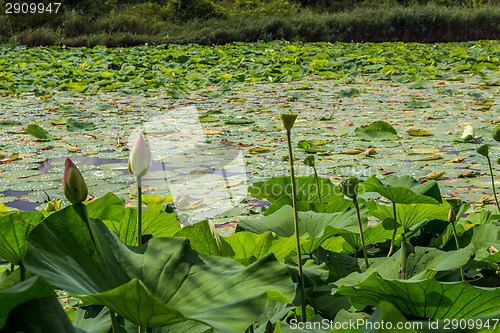 Image of Lotus green area pond