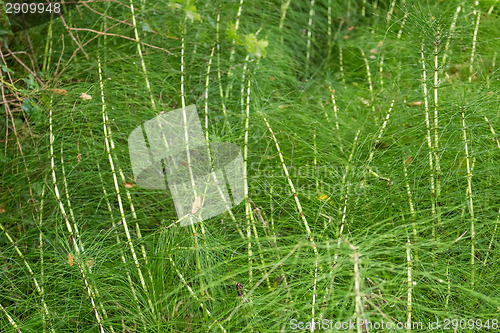 Image of green weeds background
