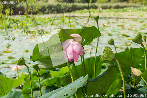 Image of Lotus green area pond