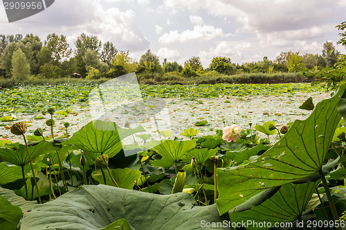 Image of Lotus green area pond