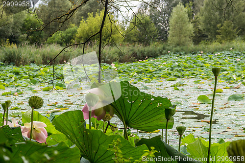 Image of Lotus green area pond