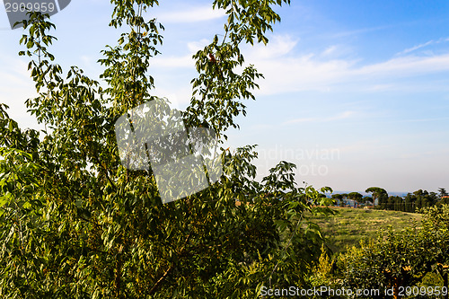 Image of Weeds on green view