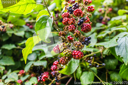 Image of Red and black blackberries