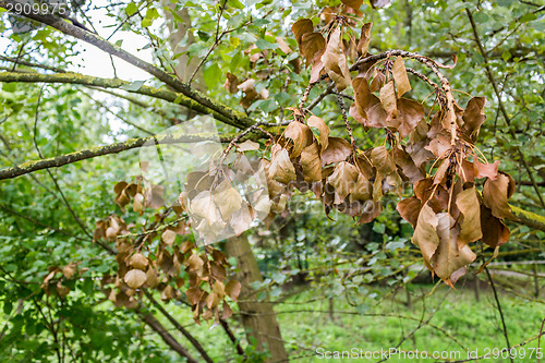 Image of Dry leaves on Yellow lichen 