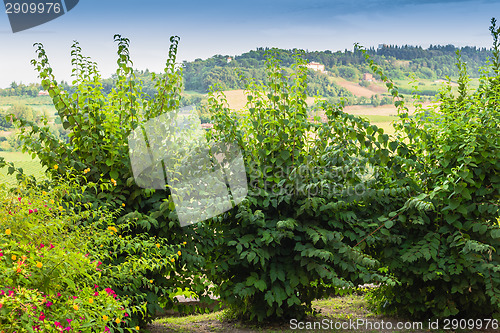 Image of Weeds on green view