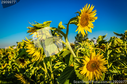 Image of Field of yellow sunflowers 