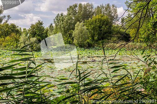 Image of Lotus green area pond