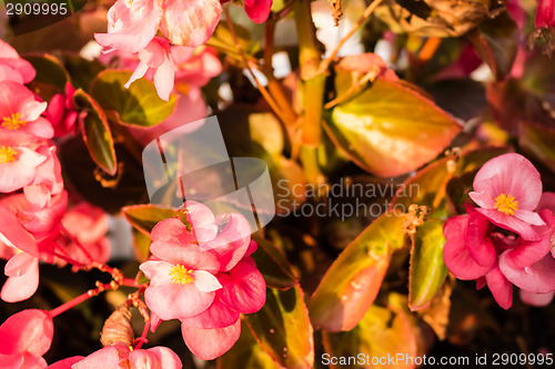 Image of Begonia succulent flowers