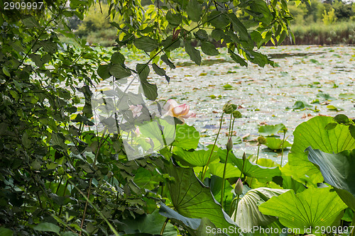 Image of Lotus green area pond