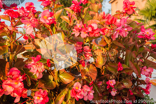 Image of Begonia succulent flowers