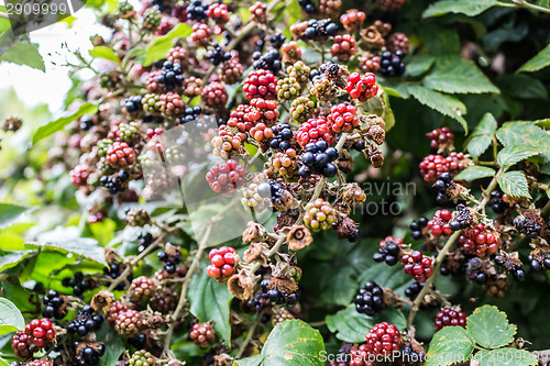 Image of Red and black blackberries